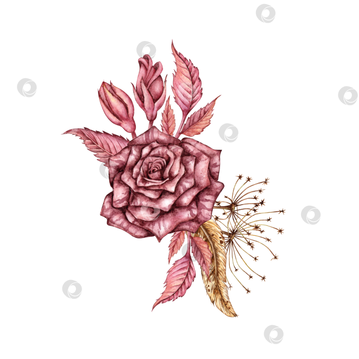 Скачать Роза готического бордового цвета с травяными зонтиками акварелью фотосток Ozero
