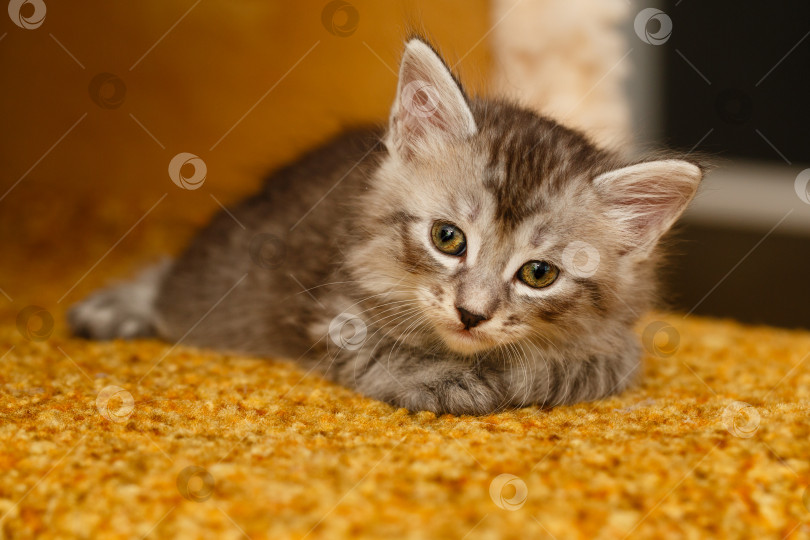 Скачать Милый котенок фотосток Ozero