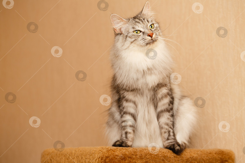 Скачать Пушистый кот фотосток Ozero