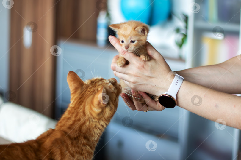 Скачать Одна особь нежно укачивает маленького котенка, в то время как другая кошка наблюдает за происходящим фотосток Ozero