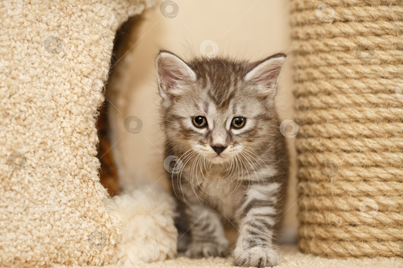 Прелестный маленький котенок - Ozero - российский фотосток