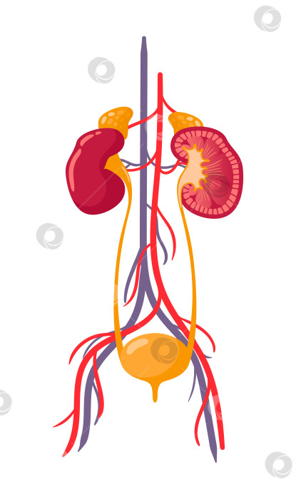 Скачать Почки и мочевой пузырь человека. Анатомически точная реалистичная иллюстрация. Здоровые органы, мочевыделительная система. Векторная иллюстрация. Проблемы со здоровьем. Шаблон медицинской брошюры. фотосток Ozero
