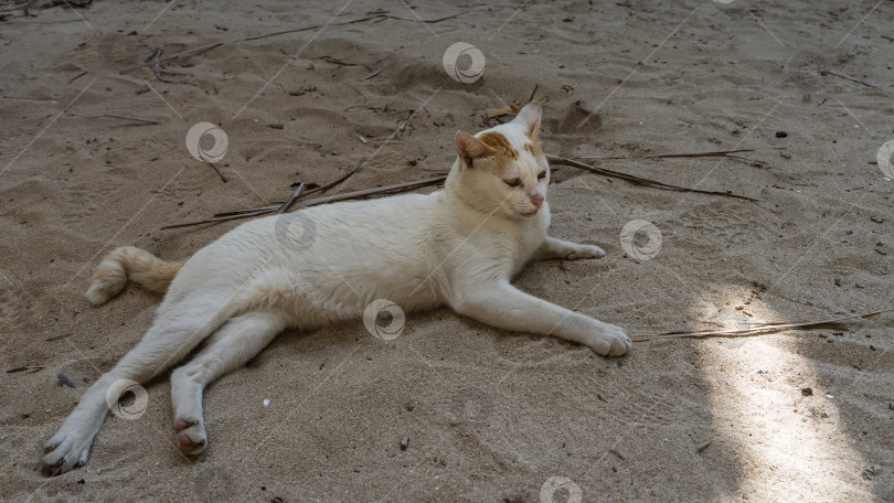 Скачать Кот растянулся на песке. фотосток Ozero