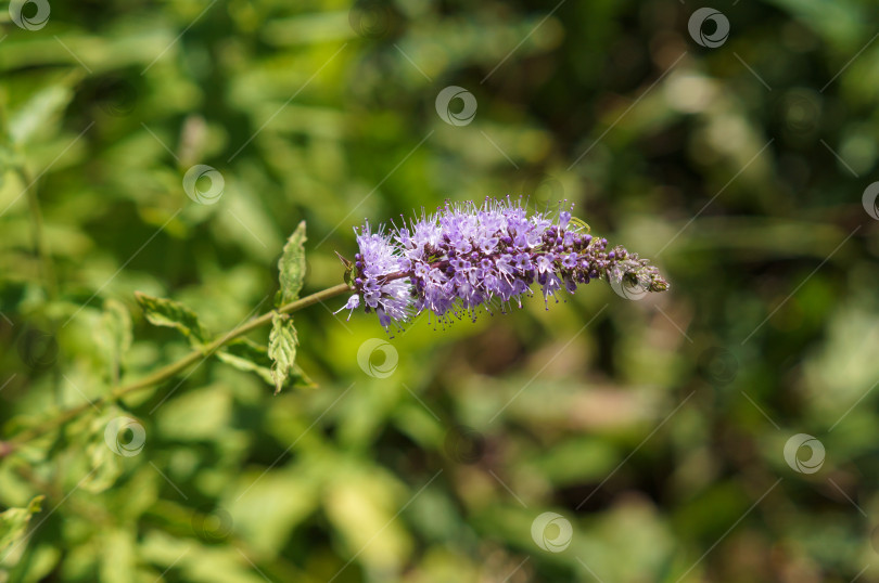 Скачать Чистая мята перечная (Mentha piperita) фотосток Ozero