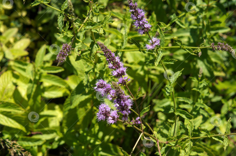 Скачать Цветение перечной мяты (Mentha piperita) фотосток Ozero