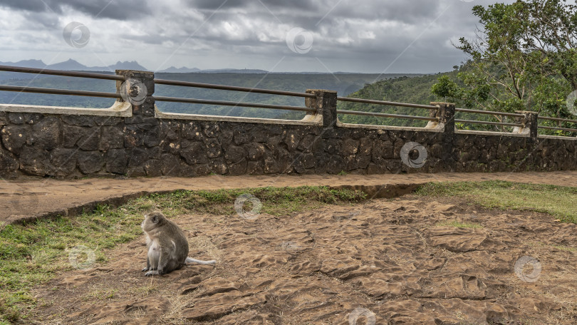 Скачать Беременная обезьяна macaca fascicularis сидит на земле. фотосток Ozero