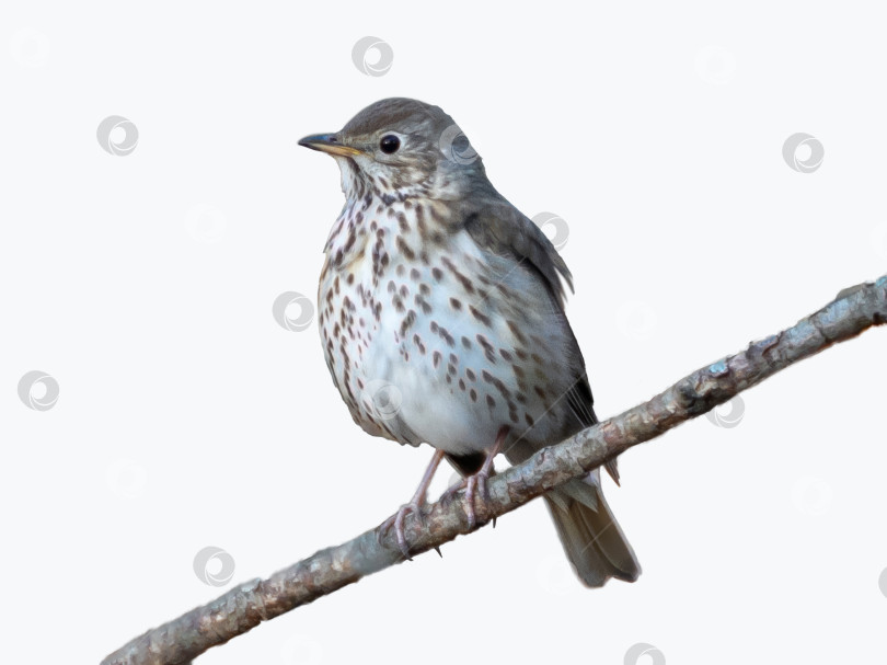 Скачать Изолированный певчий дрозд, или Turdus philomelos фотосток Ozero