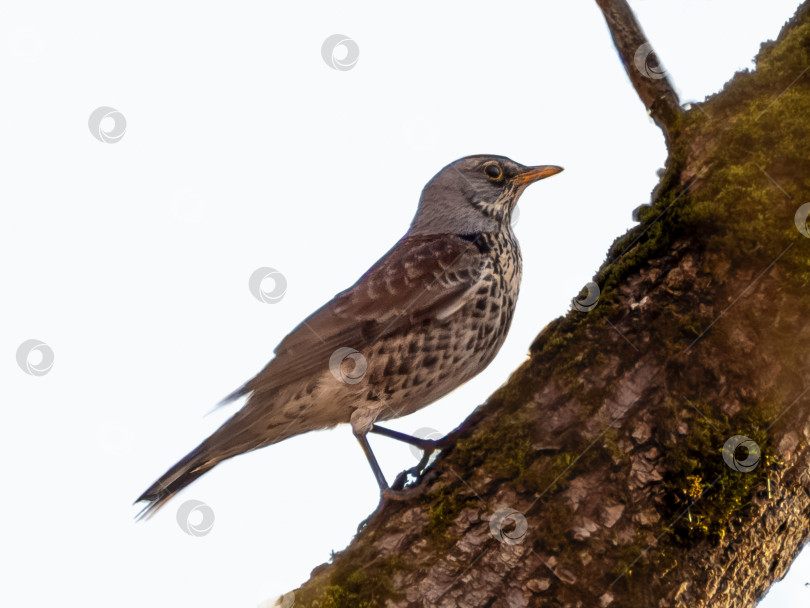 Скачать Turdus pilaris. Полевой оселок Turdus pilaris, семейство кактусовые фотосток Ozero