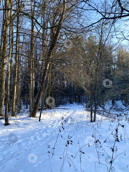 Скачать Подмосковье. Зимний лес. фотосток Ozero