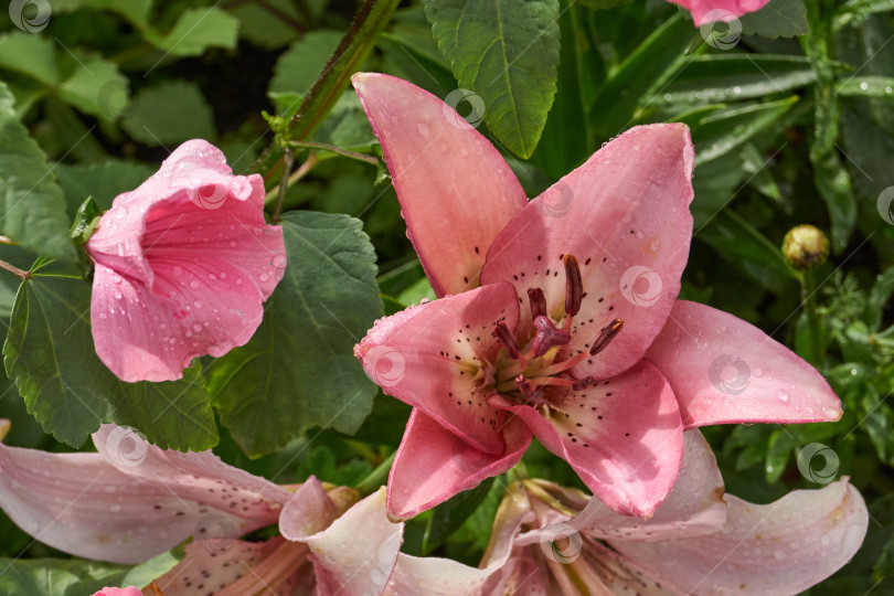 Скачать Лилия (лат. Lilium) зацветает в саду после дождя. фотосток Ozero