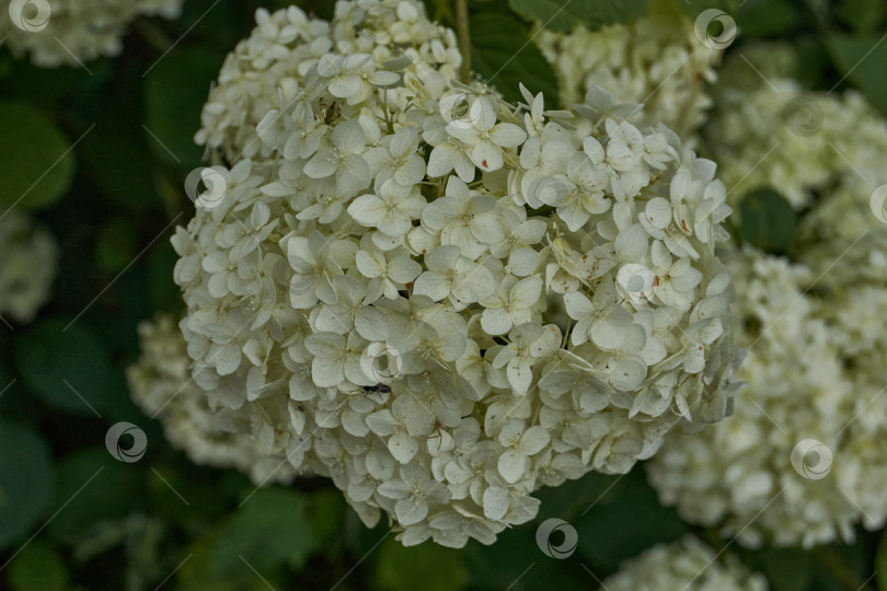 Скачать Соцветие гортензии (лат. Hydrangea). фотосток Ozero