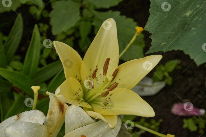 Скачать Лилия (лат. Lilium) зацветает в саду после дождя. фотосток Ozero