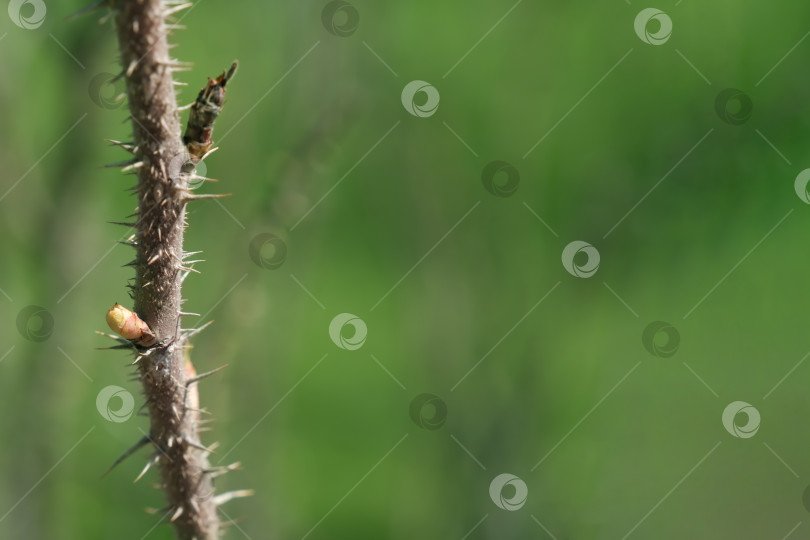 Скачать Часть стебля розы с множеством шипов или острых наростов на размытом зеленом фоне фотосток Ozero