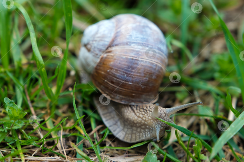 Скачать Садовая, виноградная улитка питается травой Cepaea hortensis, Helix pomatia, бордовая улитка, среда обитания съедобной улитки. Изображение крупным планом. Макрос фотосток Ozero