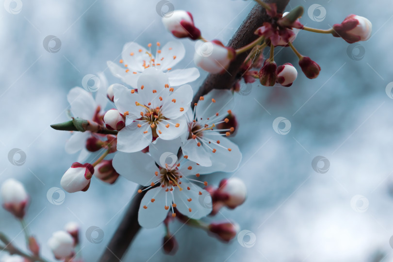 Скачать Красивое цветущее вишневое дерево весной. Цветы вишни крупным планом фотосток Ozero