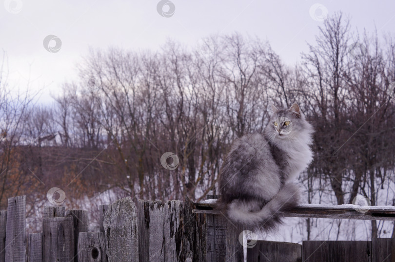 Скачать Норвежский лесной кот сидит на деревянном заборе фотосток Ozero