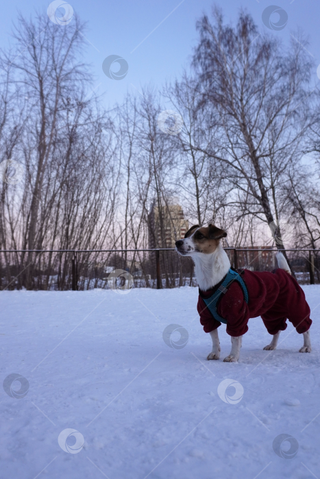 Скачать Джек Рассел фотосток Ozero