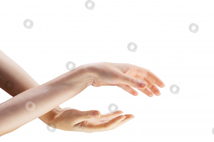 Скачать Две красивые женские руки соединяются друг с другом на белом фоне фотосток Ozero