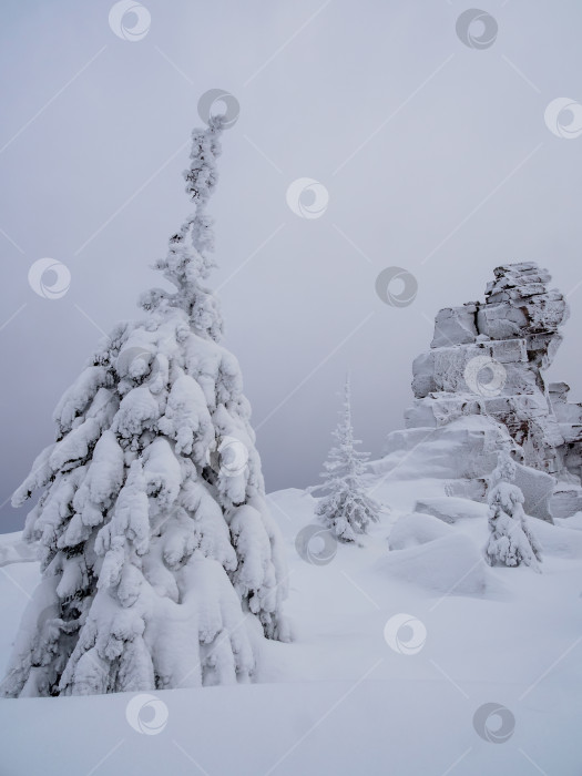 Скачать силуэты деревьев облеплены снегом фотосток Ozero