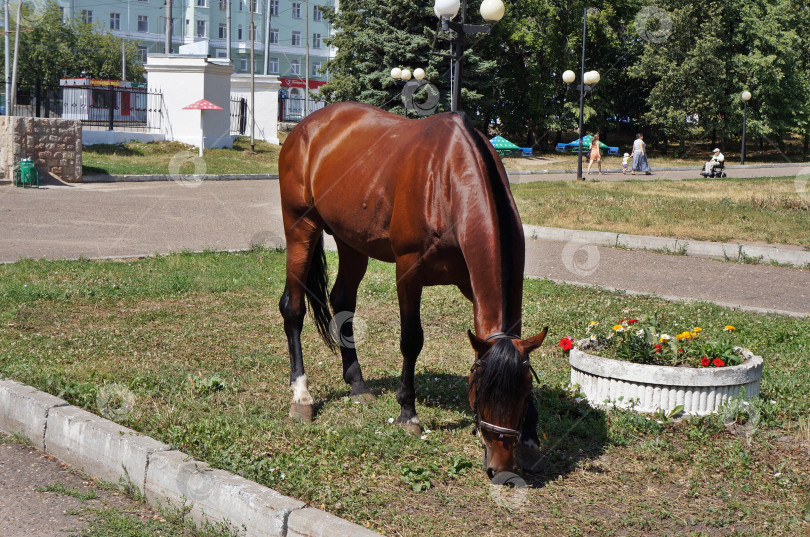 Скачать Лошадь на газоне парка фотосток Ozero