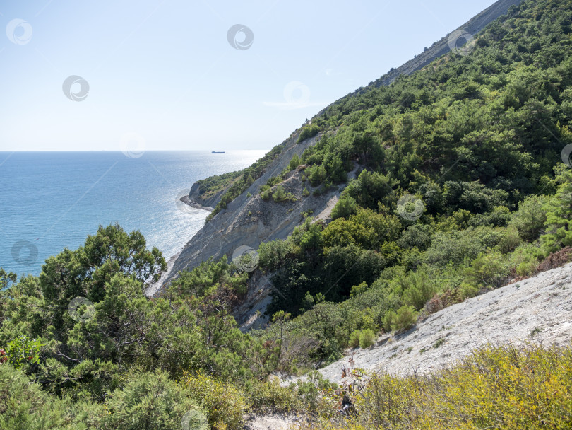 Скачать Ветви оливкового дерева на фоне моря фотосток Ozero