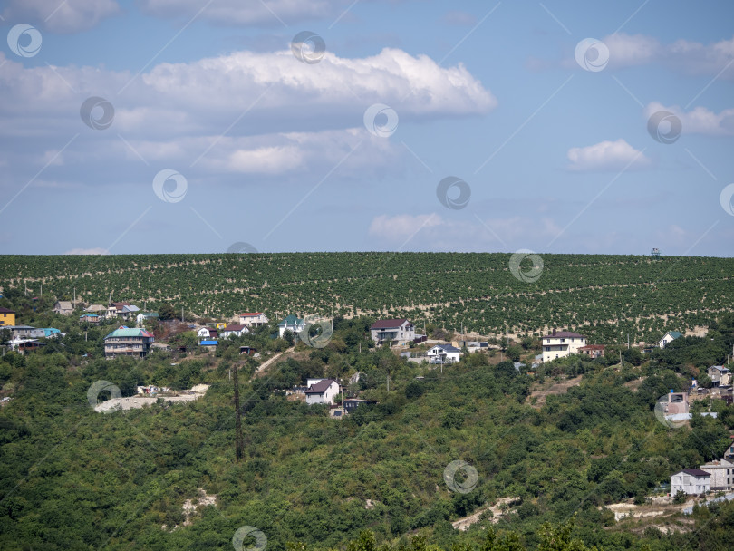 Скачать Ряды виноградников ранней весной на Кубани фотосток Ozero