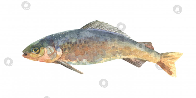 Скачать Акварельная иллюстрация одинокой рыбы-хариуса, изолированной на белом фоне. фотосток Ozero