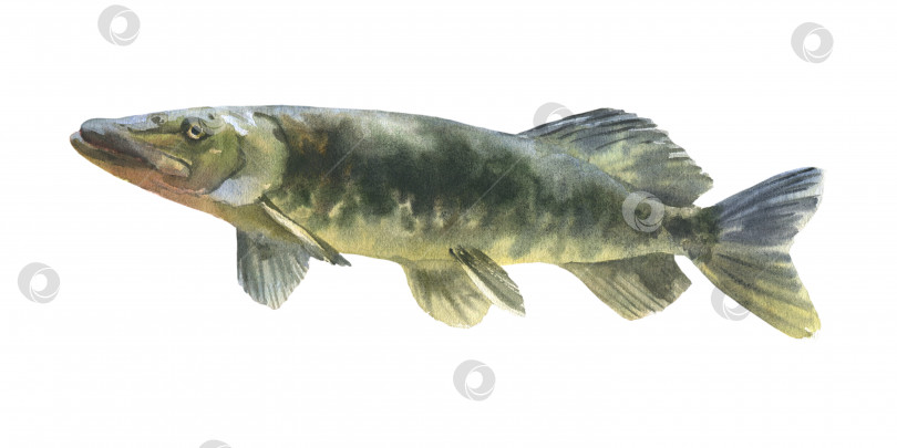 Скачать Акварельная иллюстрация, одиночная рыба-щука, выделенная на белом фоне. фотосток Ozero