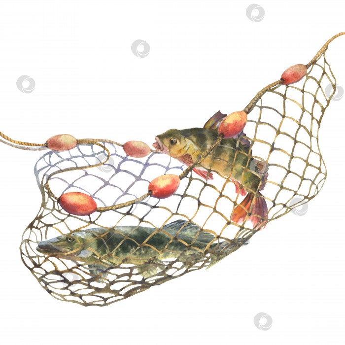 Скачать Акварельная иллюстрация, рыба, попавшая в рыболовную сеть. Окунь и щука, запутавшиеся в рыболовной сети, изолированные на белом фоне фотосток Ozero