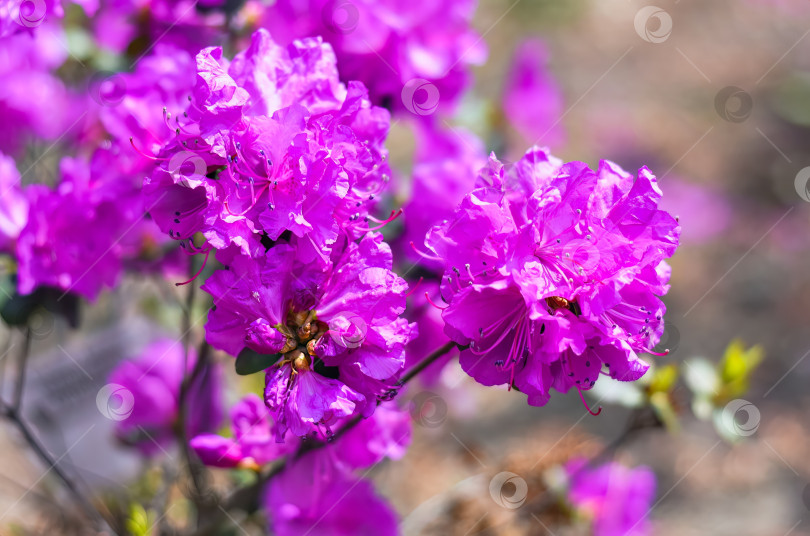 Скачать Rhododendron mucronulatum, растущий весной на Дальнем Востоке России фотосток Ozero