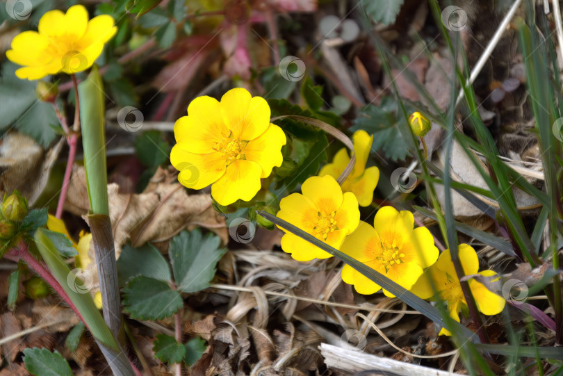 Скачать Цветы Ranunculus repens или ползучий лютик, растущий в лесу фотосток Ozero