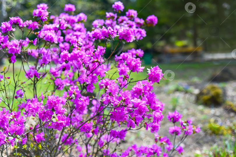 Скачать Rhododendron mucronulatum, растущий весной на Дальнем Востоке России фотосток Ozero