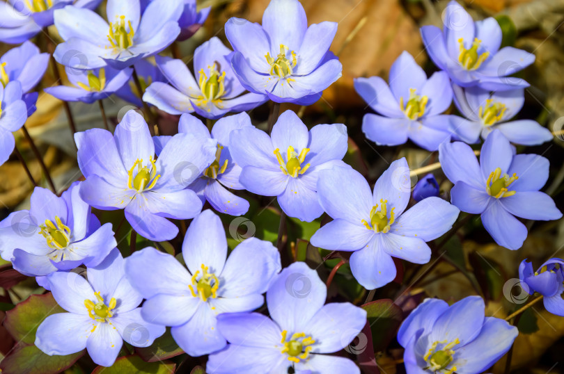 Скачать Много весенних цветов Crocus Vernus в ранний весенний день фотосток Ozero