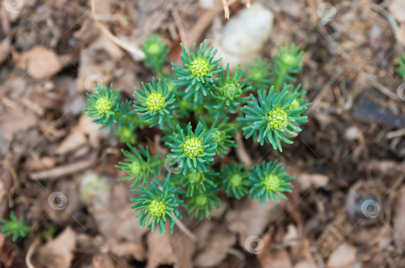 Скачать Euphorbia cyparissias, кипарисовый молочай, растущий весной, крупным планом фотосток Ozero