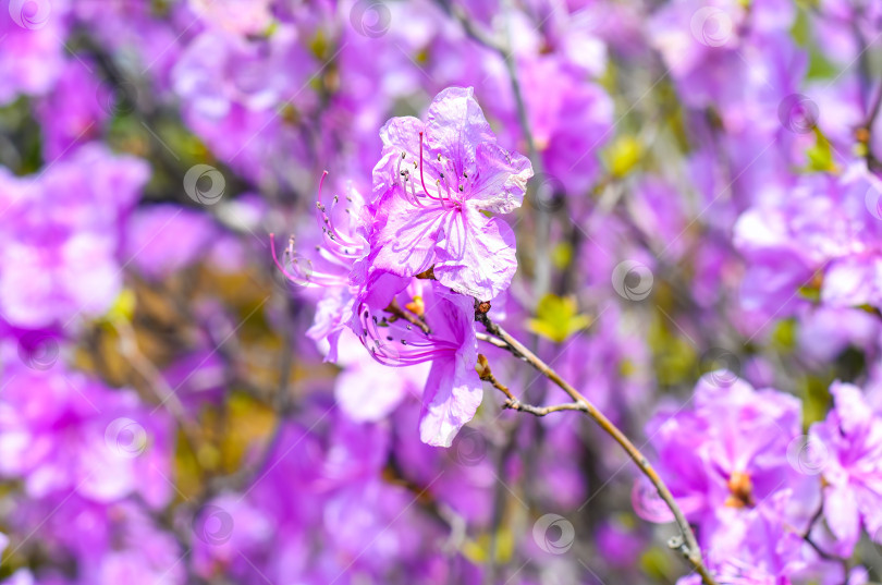 Скачать Rhododendron mucronulatum, растущий весной на Дальнем Востоке России фотосток Ozero