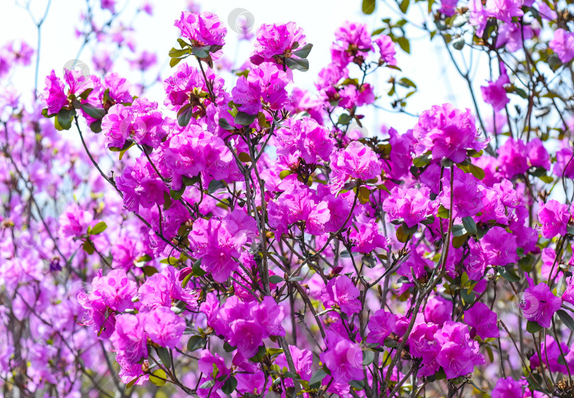 Скачать Rhododendron mucronulatum, растущий весной на Дальнем Востоке России фотосток Ozero