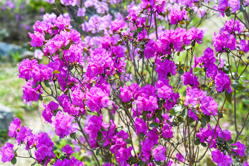 Скачать Rhododendron mucronulatum, растущий весной на Дальнем Востоке России фотосток Ozero