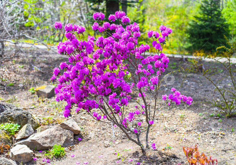 Скачать Rhododendron mucronulatum, растущий весной на Дальнем Востоке России фотосток Ozero