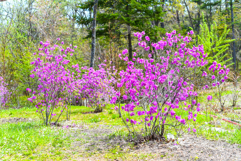 Скачать Rhododendron mucronulatum, растущий весной на Дальнем Востоке России фотосток Ozero