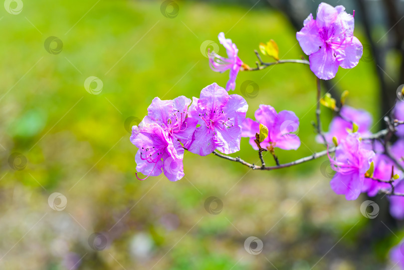 Скачать Rhododendron mucronulatum, растущий весной на Дальнем Востоке России фотосток Ozero