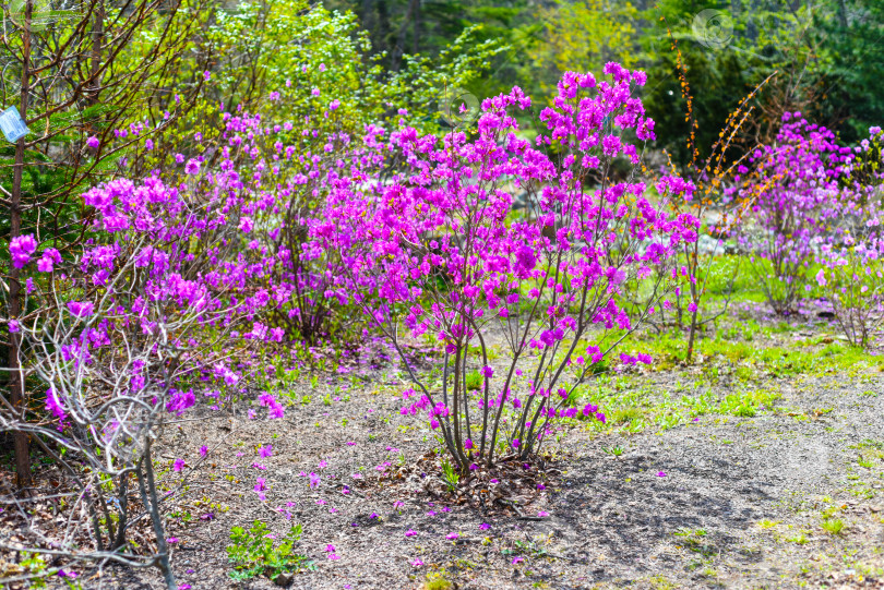 Скачать Rhododendron mucronulatum, растущий весной на Дальнем Востоке России фотосток Ozero