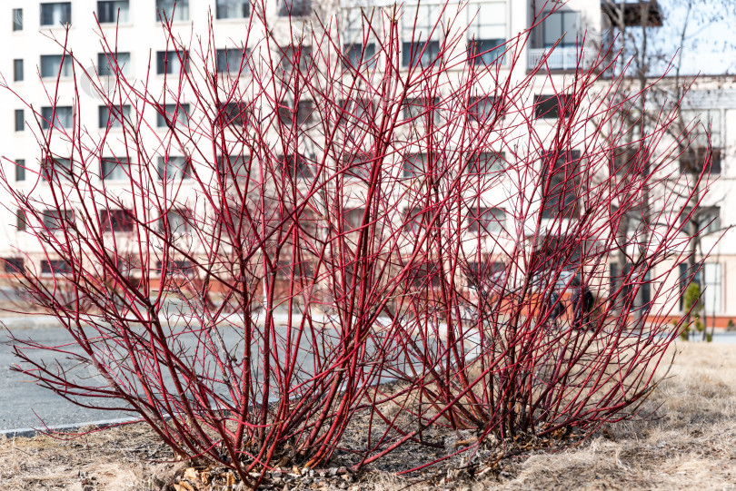 Скачать Cornus alba, растение с красной корой, белым или сибирским кизилом, цветущее весной фотосток Ozero