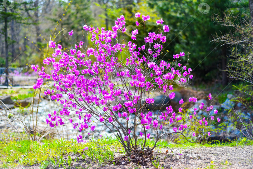 Скачать Rhododendron mucronulatum, растущий весной на Дальнем Востоке России фотосток Ozero