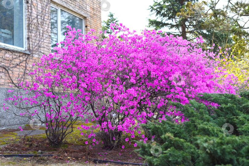 Скачать Rhododendron mucronulatum, растущий весной на Дальнем Востоке России фотосток Ozero