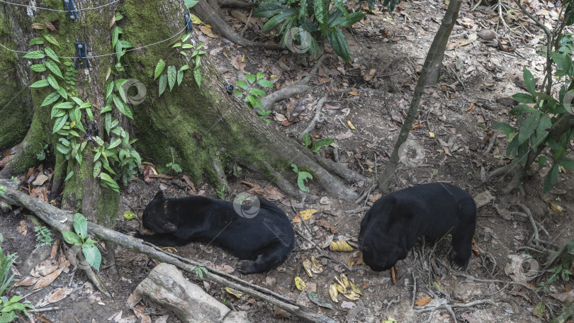 Скачать Кормятся два бируанга Helarctos malayanus. фотосток Ozero