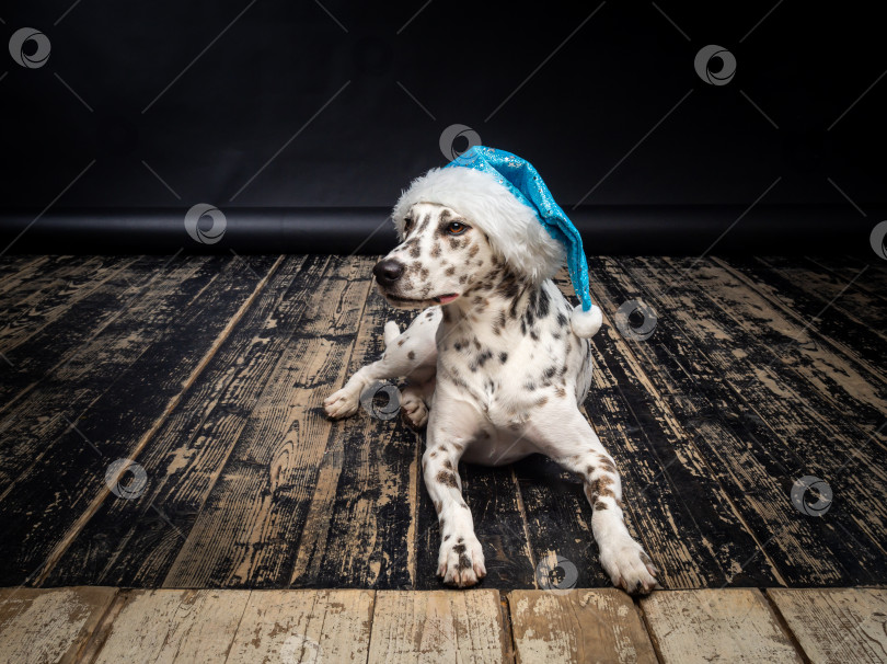 Скачать Портрет далматинской собаки в шляпе Санта-Клауса, выделенный на черном фоне. фотосток Ozero