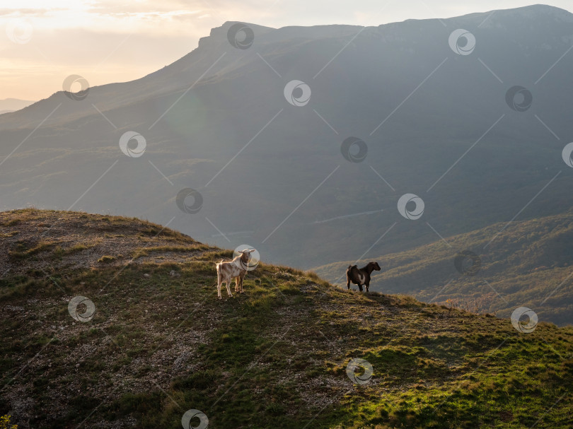 Скачать Горный склон с двумя козами на закате. фотосток Ozero