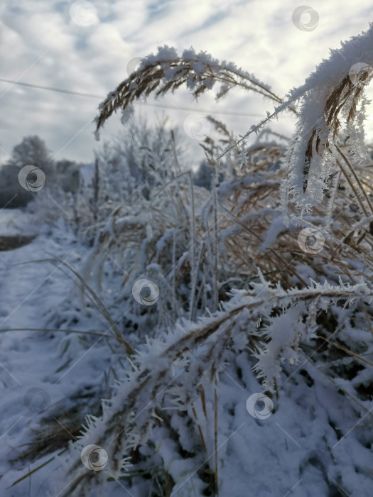 Скачать Трава в снегу зимой фотосток Ozero