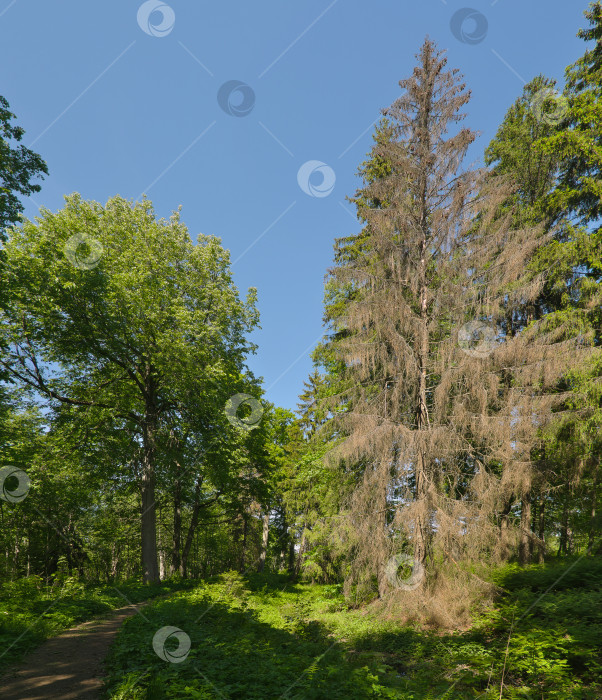 Скачать Летний пейзаж в лесу с тропинкой и высокой сухой елью фотосток Ozero