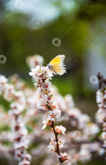 Скачать Весенняя бабочка с нежным оранжевым кончиком (Anthocharis cardamines) сидит на цветущей ветке сакуры. В центре внимания - яркие цветы и бабочка, символизирующая обновление фотосток Ozero